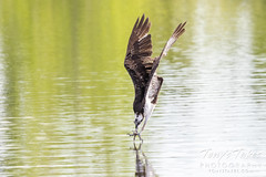 Osprey poised for splashdown