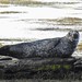 Common Seal at Pierowall