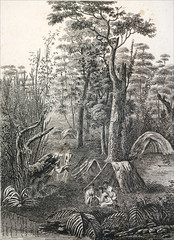 "Scène de chasse" de C.-A. Lesueur (Muséum du Havre)