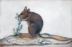 Wallaby de Tasmanie (Muséum du Havre)