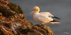 The Early Bird - Northern Gannet