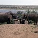 UG Murchison Falls Natl Park Safari elephants with Louise - 1965 (W65-A85-02)