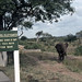 UG Murchison Falls Natl Park Safari lodge - elephant - 1965 (W65-A84-29)