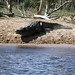UG Murchison Falls Natl Park Safari crocodile - 1965 (W65-A85-22)
