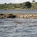 UG Murchison Falls Natl Park Safari crocodile - 1965 (W65-A85-33)