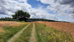 Fields of gold