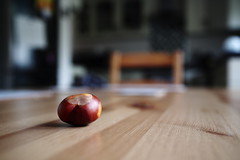 Day 262 - The First Conker