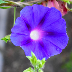 Morning Glory In Bloom.