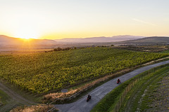 Sunset in the vineyards
