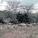 TZ Lake Manyara Safari - zebra - 1965 (W65-A76-13)--Moldy