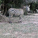 TZ Lake Manyara Safari - zebra - 1965 (W65-A76-15)