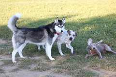 Visit with Runyon to Swift Run Dog Park (Ann Arbor, Michigan) - 262/2021 100/P365Year14 4848/P365all-time (September 19, 2021)