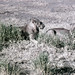 TZ Lake Manyara Safari - lions - 1965 (W65-A76-27)--Moldy