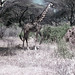 TZ Lake Manyara Safari - giraffe - 1965 (W65-A76-18)