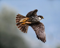 Faucon hobereau Falco subbuteo - Eurasian Hobby #Explore N°2#