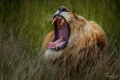 Lions Yawn