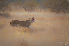 Lioness in the plains