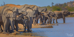 Elephant family drinking water