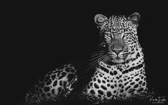 Leopards  gaze
