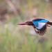 A White Throated Kingfisher in Flight