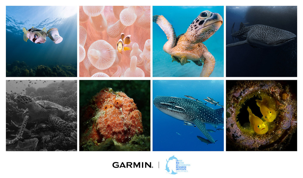 「The Descent Mission」亞洲海洋公益活動，成功蒐集超過1,800張野生海洋生物照片、辨識出超過600種生物物種