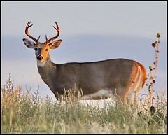 September 14, 2021 - Handsome white-tailed deer. (Bill Hutchinson)