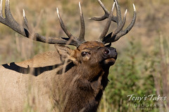 September 18, 2021 - Big elk bull looking for love. (Tony's Takes)