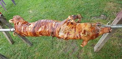 Summer pig roast.... Kraljevcani Croatia