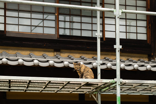 京都の思ひで / cat on scaffold