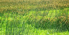 Missouri Landscapes - Grasslands