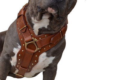 Leather dog collars australia | Rogue Royalty