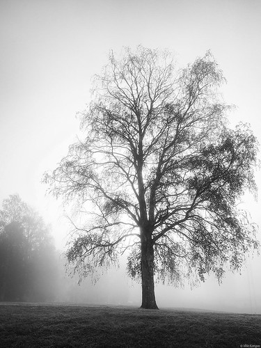 Birch in foggy morning