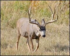 September 28, 2021 - A nice looking mule deer buck. (Bill Hutchinson)