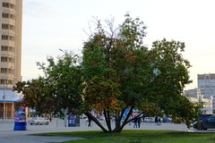 Evening tree