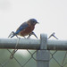 Eastern Bluebird, J. M. Caldwell Park, Princeton, Texas, October 2, 2021