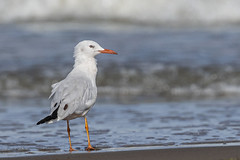 Gavina capblanca - Gaviota picofina - Slender-billed gull - Goéland railleur - Chroicocephalus genei