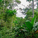Amani Forest, Tanzania