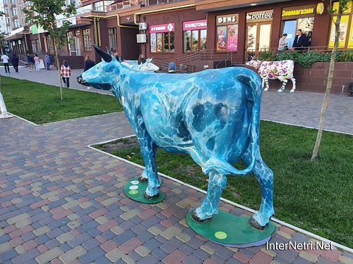 Череда корів в Петропавлівській Борщагівці  Ukraine Internetri 003