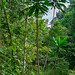 Amani Forest Tanzania