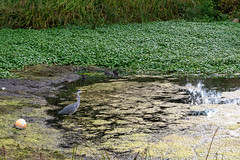 Heron on Lake -  DSC_0228