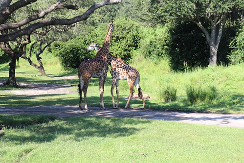 Giraffes • <a style="font-size:0.8em;" href="http://www.flickr.com/photos/28558260@N04/51562351552/" target="_blank">View on Flickr</a>