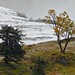 Snow line + Chamois / Schneegrenze + Gämsen