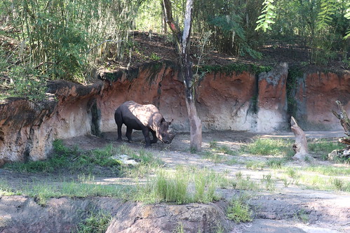 Black Rhino • <a style="font-size:0.8em;" href="http://www.flickr.com/photos/28558260@N04/51564072640/" target="_blank">View on Flickr</a>