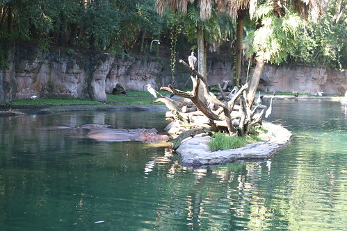 Hippos • <a style="font-size:0.8em;" href="http://www.flickr.com/photos/28558260@N04/51564072945/" target="_blank">View on Flickr</a>