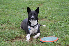 Visit with Runyon to Swift Run Dog Park (Ann Arbor, Michigan) - 281/2021 119/P365Year14 4867/P365all-time (October 8, 2021)