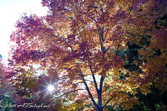 Day 26 - Project 365 - “Autumn Colors”