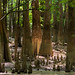 Cypress Trees and Cypress Knees