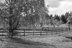 Old Tree, Ranch & Orchard