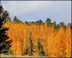 October 9, 2021 - Fall colors in Park County. (Bill Hutchinson)