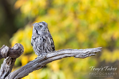 October 2, 2021 - Eastern screech owl (captive) in the fall foliage. (Tony's Takes)